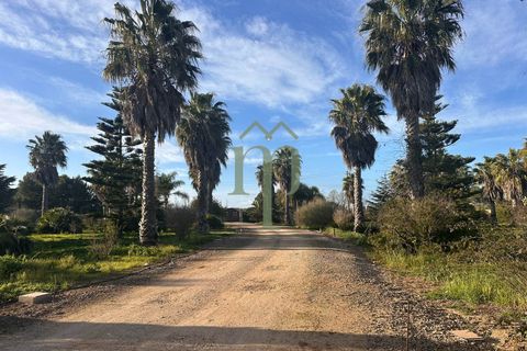 Villa i Mesagne, Brindisi, Mesagne - € 365.000 | Ref: Villa Palme - foto 30
